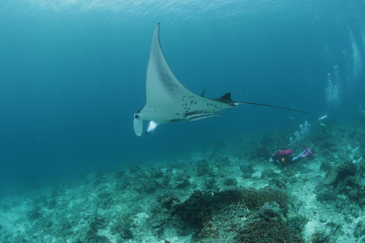 Coriana Dive Resort Waisai Exterior photo